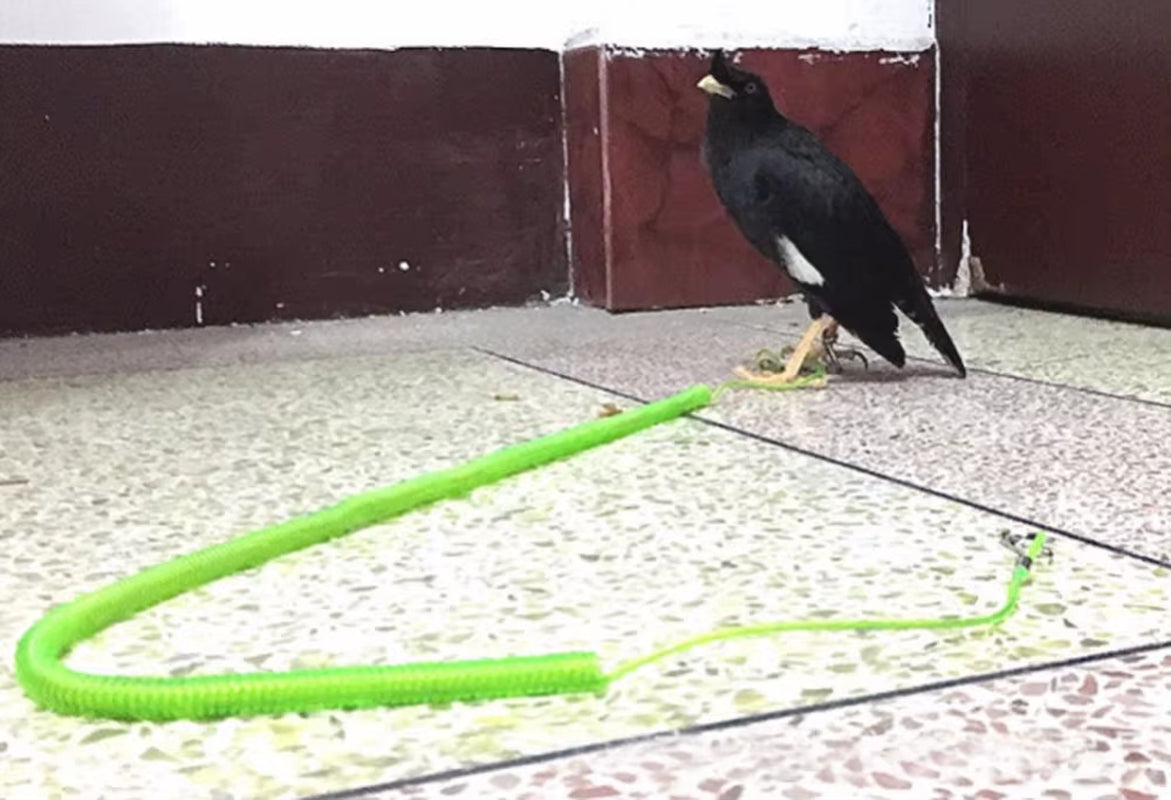 Parrot Starling Pet Bird Leash Kit Anti-Bite Flying Training Rope for Cockatiel Stretch Length 3M 5M 10M